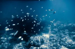 Deep Day 2026: Southeast Asian Lawmakers Call for a Moratorium on Deep-Sea Mining